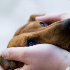 La Ley de Bienestar Animal podría elevar un 20 % la contratación de seguros para mascotas